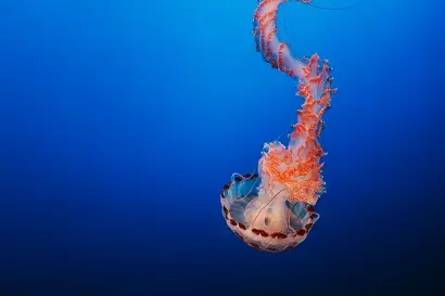 jellyfish in croatia