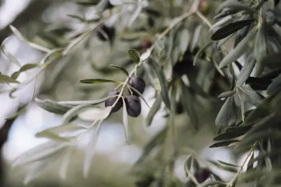 Why Are Kalamata Olives So Salty
