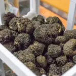 truffle storage