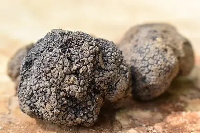 tasty truffles