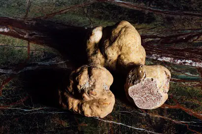 cutted white truffle