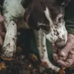 a dog during truffle hunting