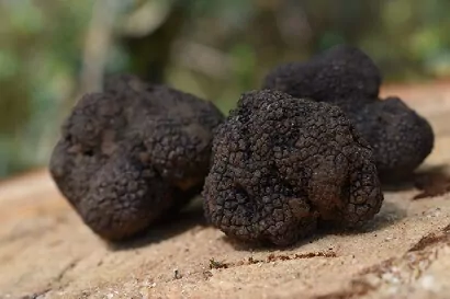 winter truffle vs summer truffle